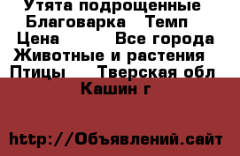 Утята подрощенные “Благоварка“,“Темп“ › Цена ­ 100 - Все города Животные и растения » Птицы   . Тверская обл.,Кашин г.